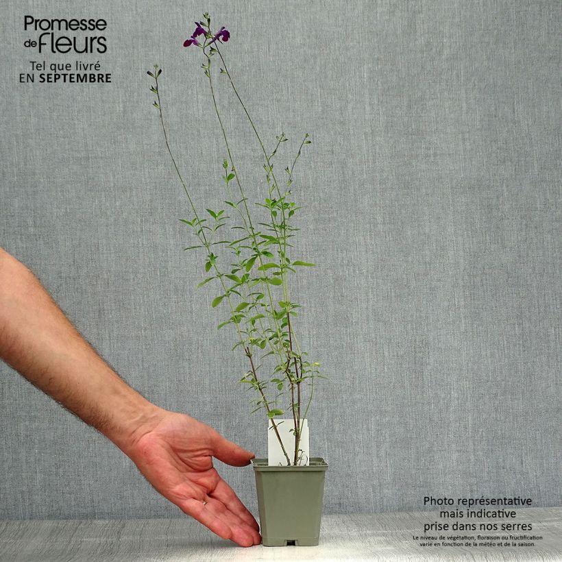 Example of Salvia microphylla Nachtvlinder Kleine Töpfe von 8/9 cm as you get in automne