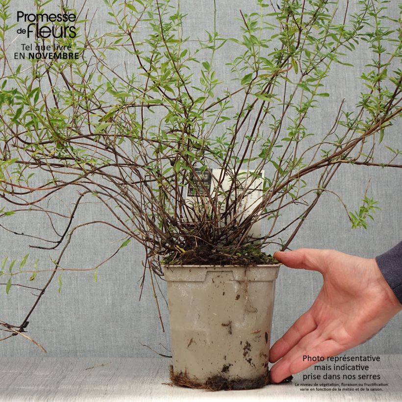 Example of Salvia microphylla Nachtvlinder Topf mit 2L/3L as you get in automne