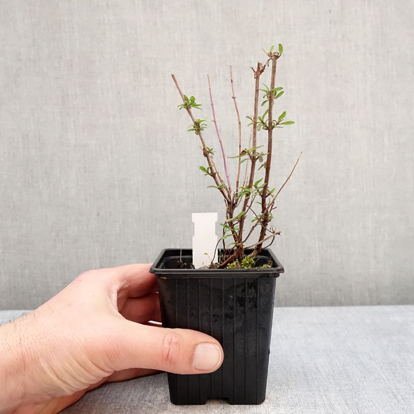 Exemplar von Salvia microphylla Oriental Dove® Kleine Töpfe von 8/9 cm wie im Winter geliefert