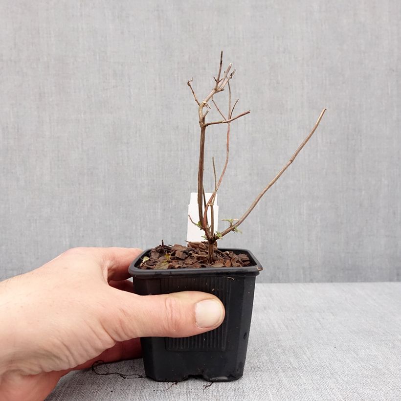 Exemplar von Salvia microphylla Pink Lips Kleine Töpfe von 8/9 cm wie im Winter geliefert