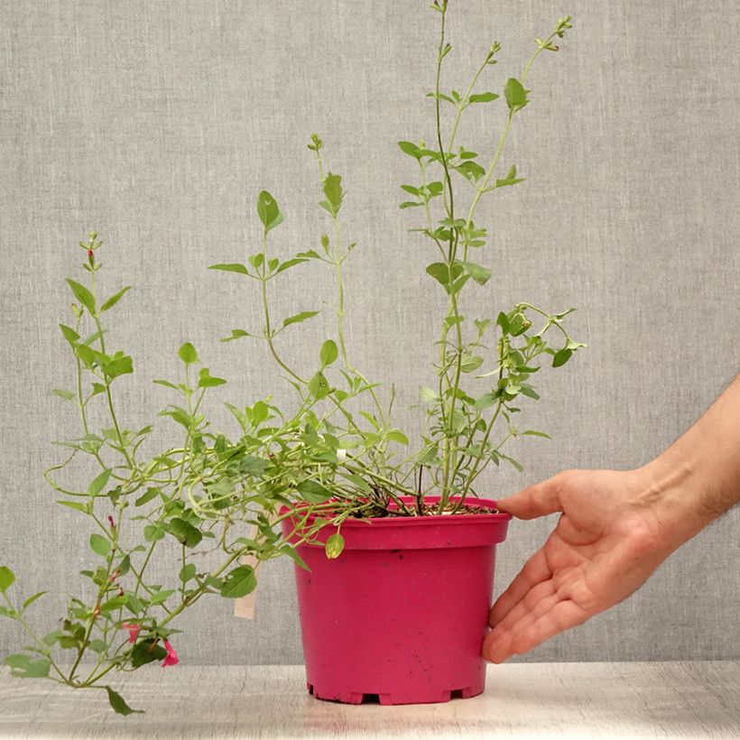 Exemplar von Salvia microphylla Pink Lips Topf mit 2L/3L wie im Sommer geliefert