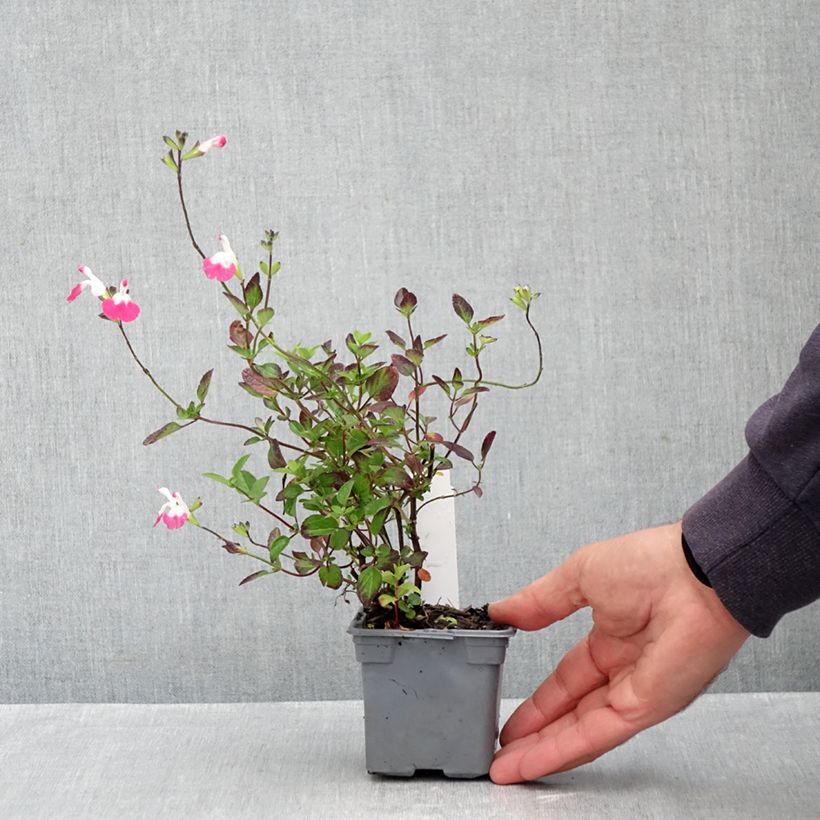 Exemplar von Salvia microphylla Pink Lips Kleine Töpfe von 8/9 cm wie im Herbst geliefert