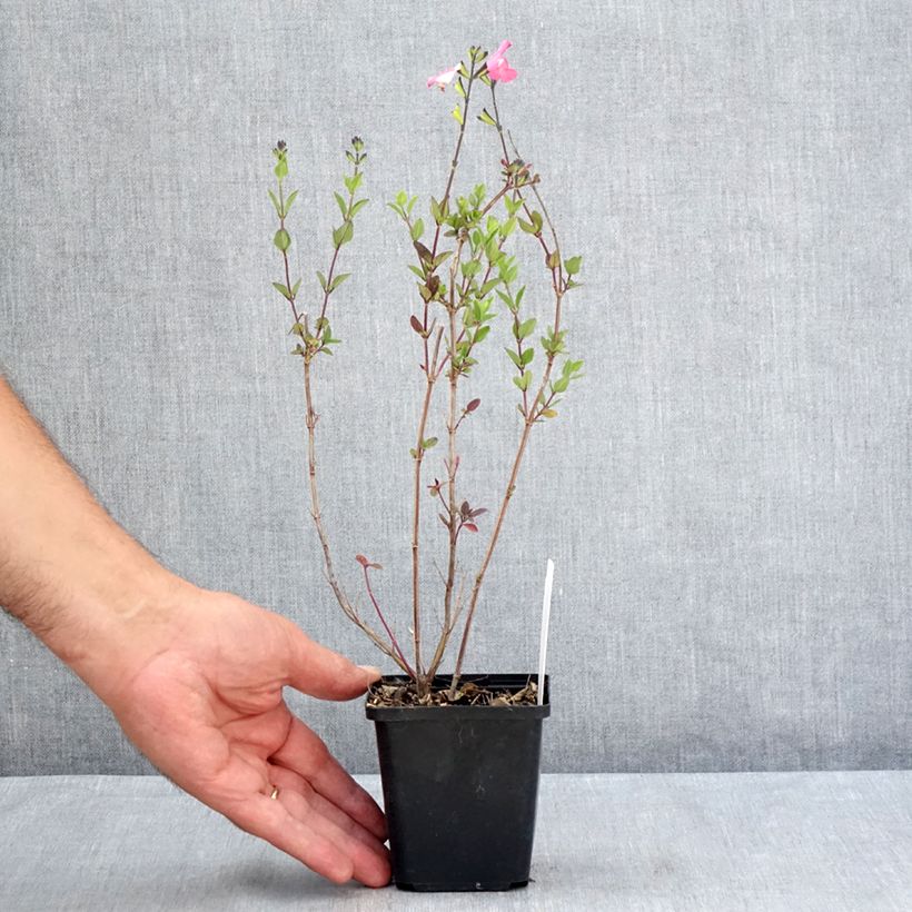 Example of Salvia microphylla Pink Lips Kleine Töpfe von 8/9 cm as you get in ete