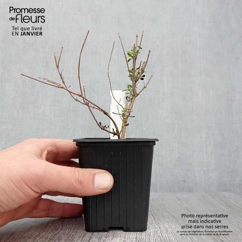 Exemplar von Salvia jamensis Reve Rouge Kleine Töpfe von 8/9 cm wie im Winter geliefert