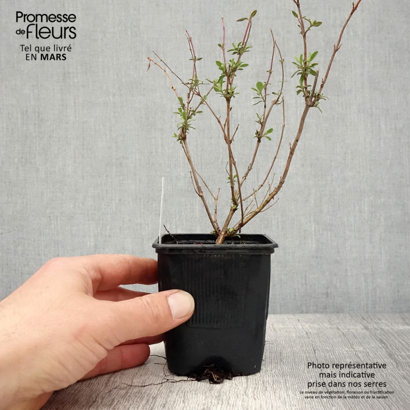 Exemplar von Salvia jamensis Reve Rouge Kleine Töpfe von 8/9 cm wie im Frühjahr geliefert