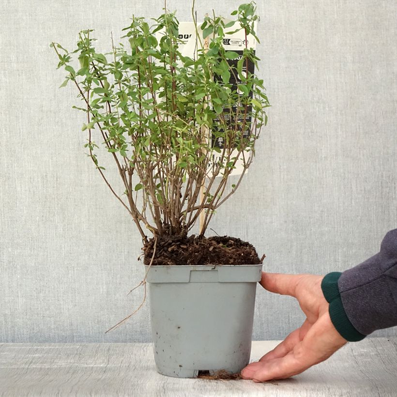 Example of Salvia jamensis Reve Rouge Topf mit 2L/3L as you get in automne