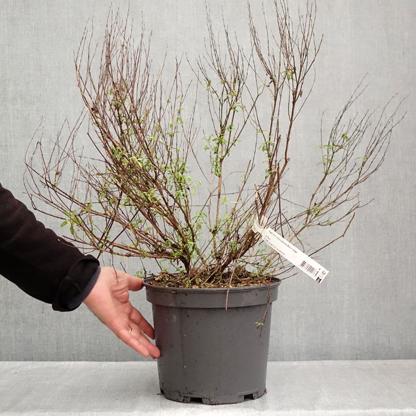 Exemplar von Salvia jamensis Reve Rouge Topf mit 4L/5L wie im Herbst geliefert