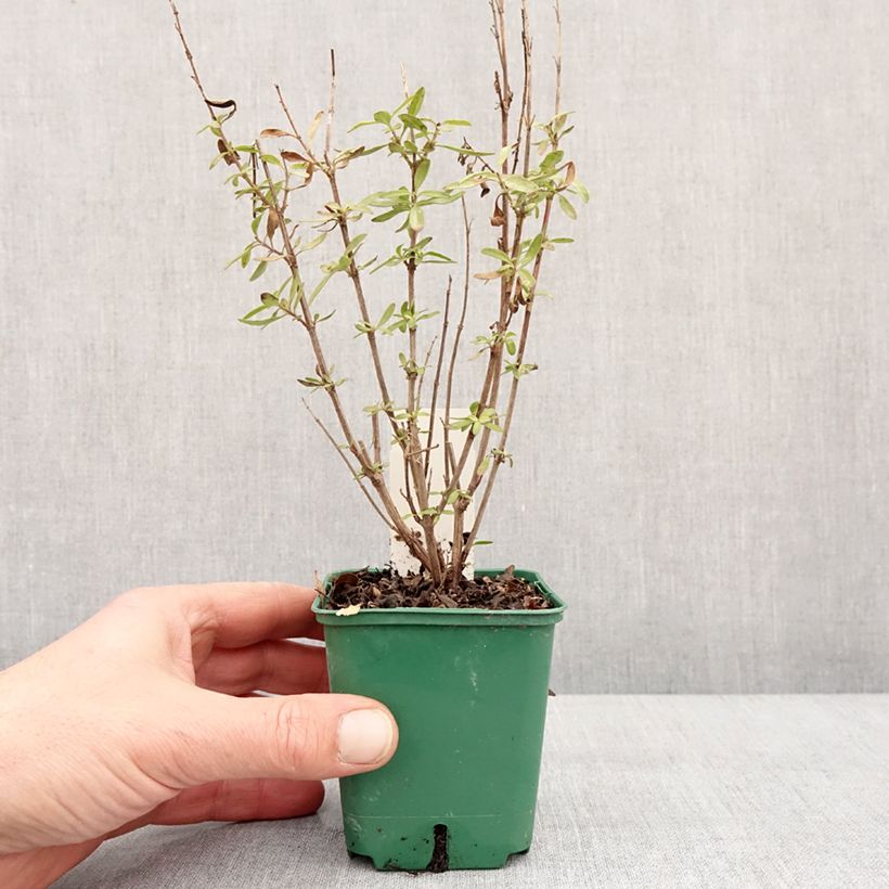 Example of Salvia greggii Mirage Burgundy - Strauchiger Salbei Kleine Töpfe von 8/9 cm as you get in hiver