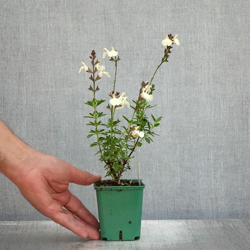 Example of Salvia greggii Mirage Cream - Strauchiger Salbei Kleine Töpfe von 8/9 cm as you get in ete