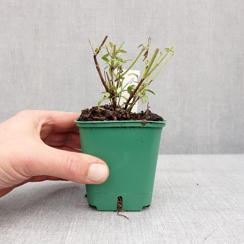 Example of Salvia greggii Mirage Salmon - Strauchiger Salbei Kleine Töpfe von 8/9 cm as you get in hiver