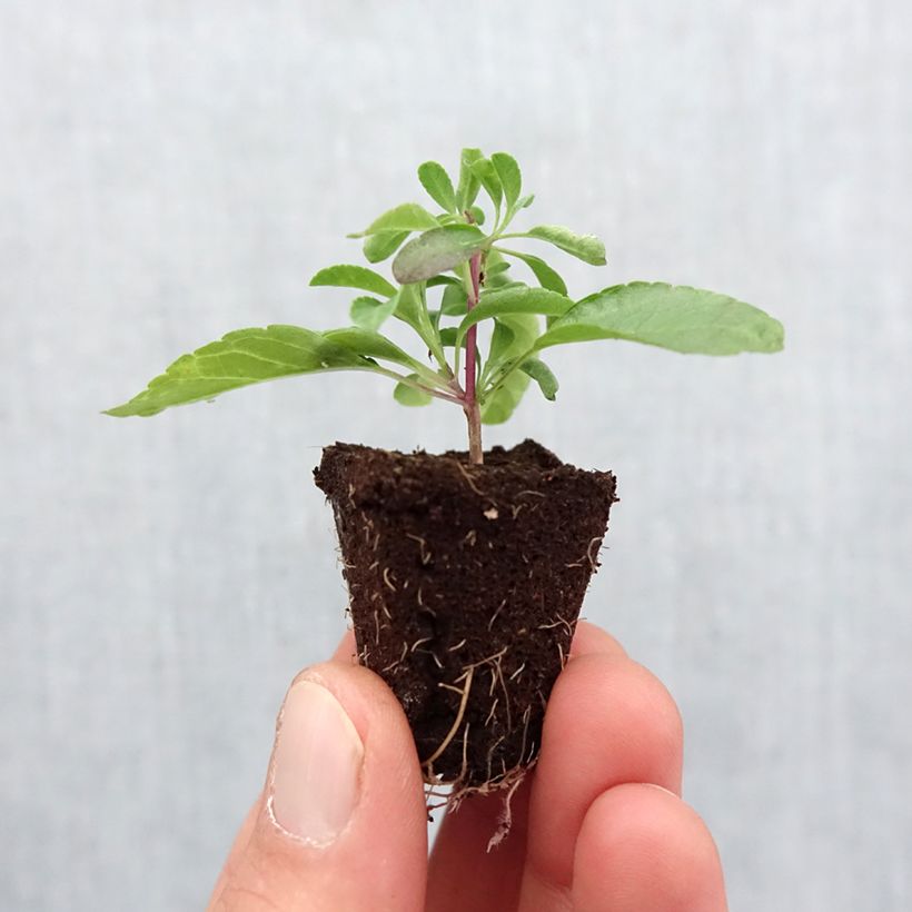 Example of Salvia greggii Mirage Violet - Strauchiger Salbei Mini-Plug Ø 3/4 cm as you get in printemps