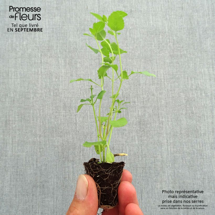 Example of Salvia microphylla grahamii Hot Lips Mini-Plug Ø 3/4 cm as you get in automne