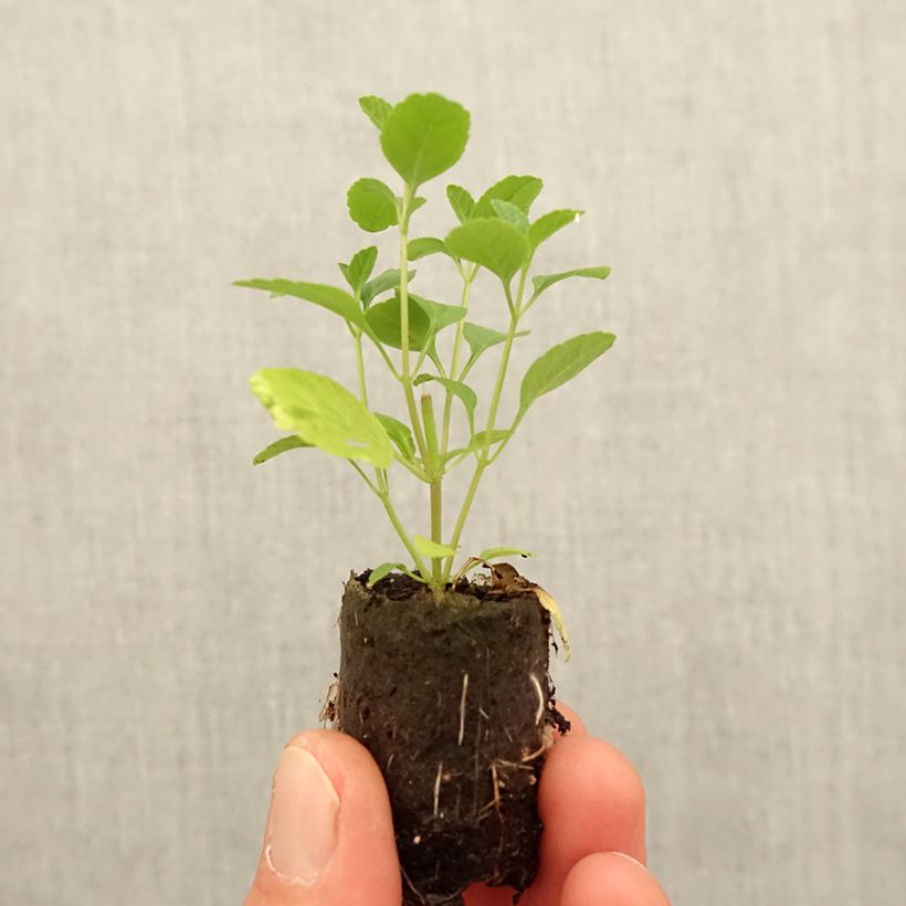 Example of Salvia microphylla Royal Bumble Mini-Plug Ø 3/4 cm as you get in printemps
