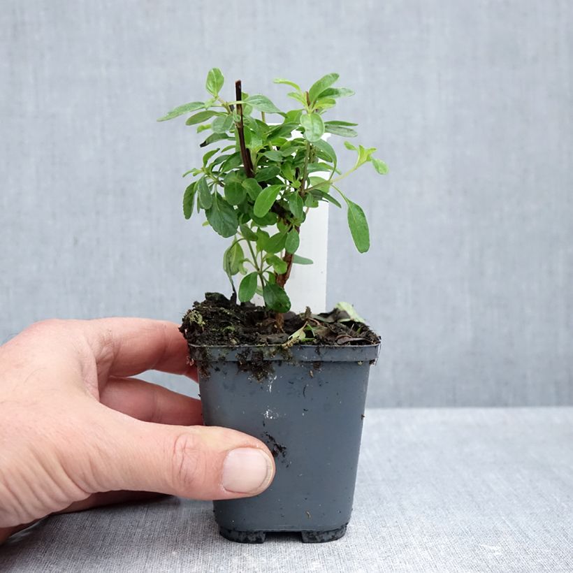 Exemplar von Salvia microphylla So Cool Pale Blue Kleine Töpfe von 8/9 cm wie im Herbst geliefert