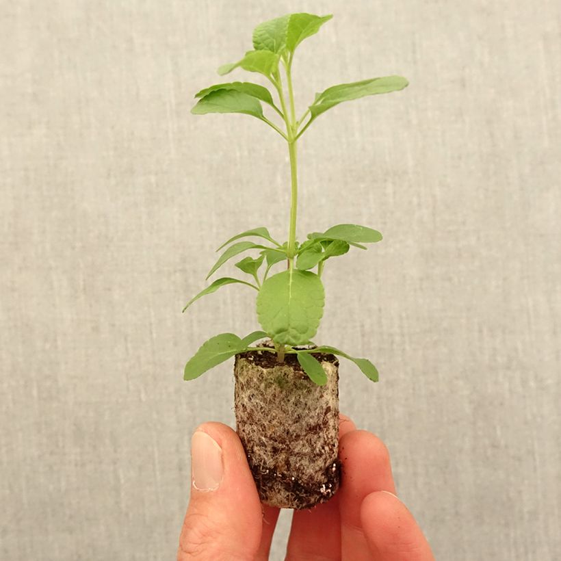 Example of Salvia microphylla So Cool Pale Blue Mini-Plug Ø 3/4 cm as you get in printemps