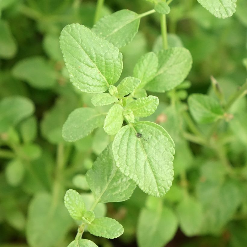 Salvia microphylla So Cool Pale Blue (Laub)