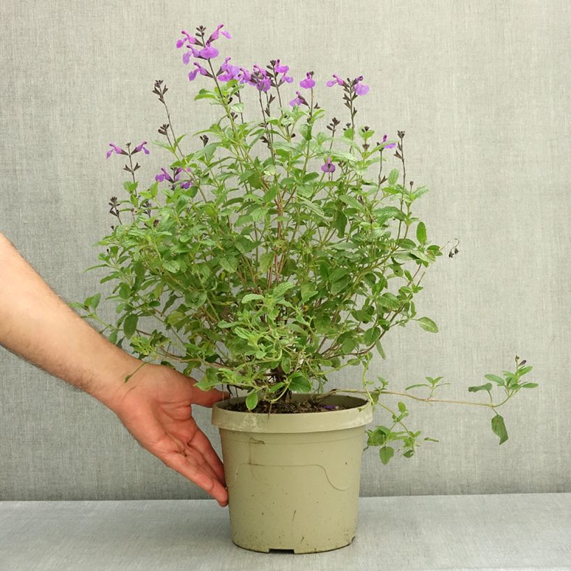 Exemplar von Salvia microphylla So Cool Purple Topf mit 3L/4L wie im Sommer geliefert