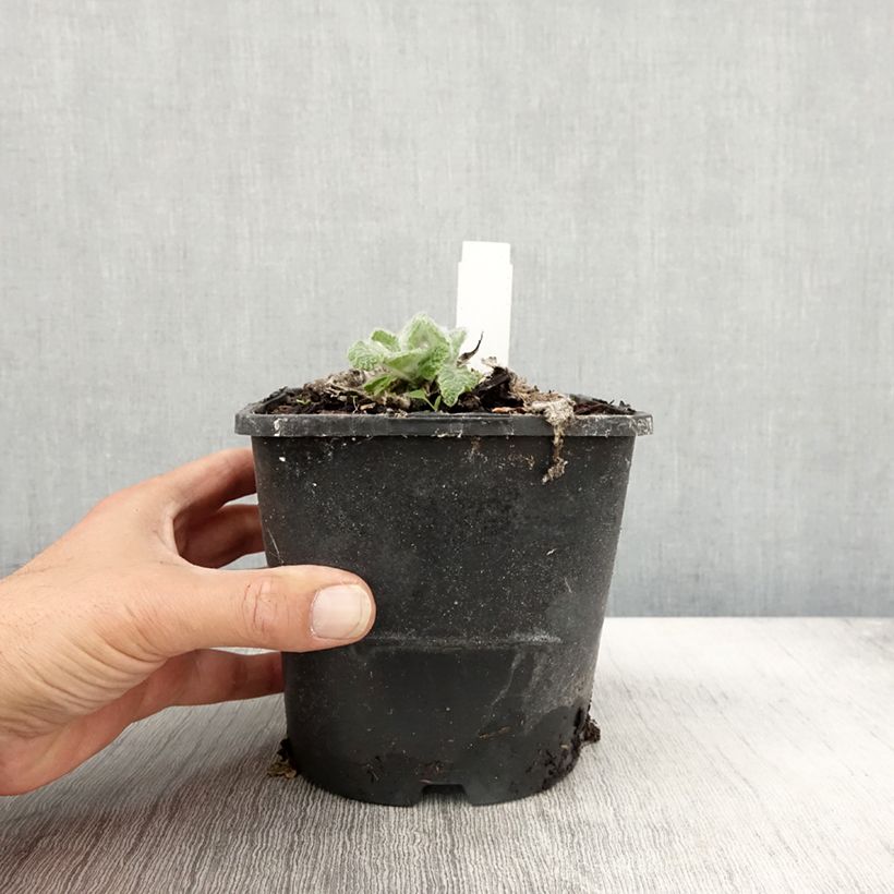 Example of Salvia argentea - Silber-Salbei Topf mit 1,5L/2L as you get in automne