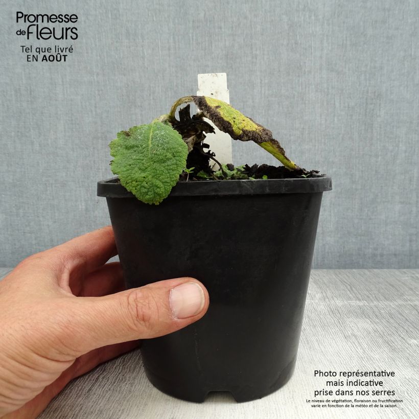 Exemplar von Salvia argentea - Silber-Salbei Topf mit 1,5L/2L wie im Sommer geliefert