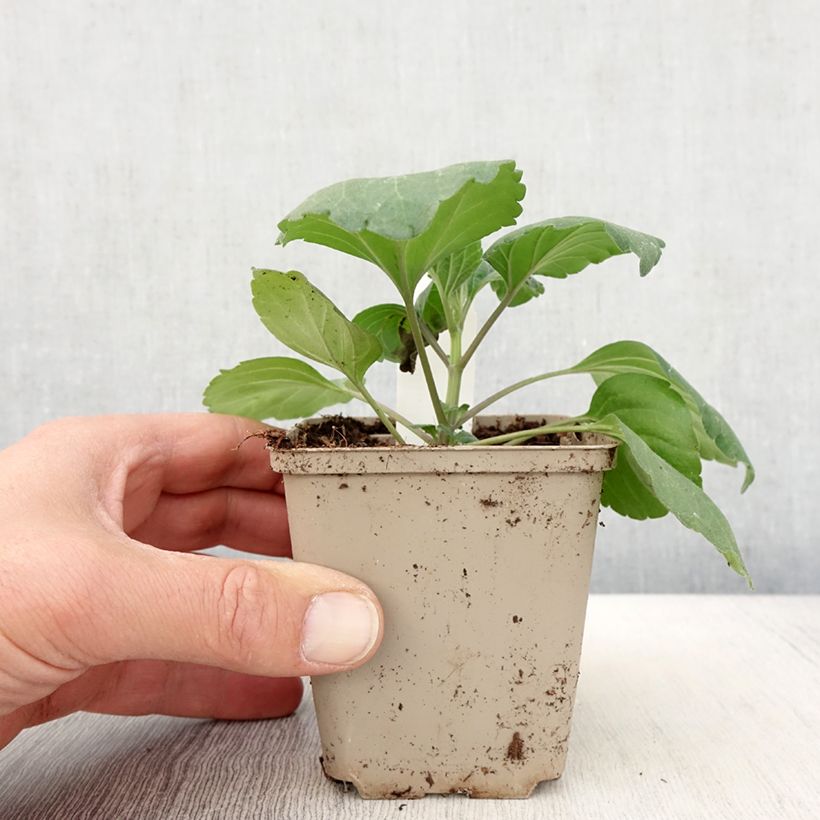 Example of Salvia Big Blue - Ziersalbei Kleine Töpfe von 8/9 cm as you get in printemps