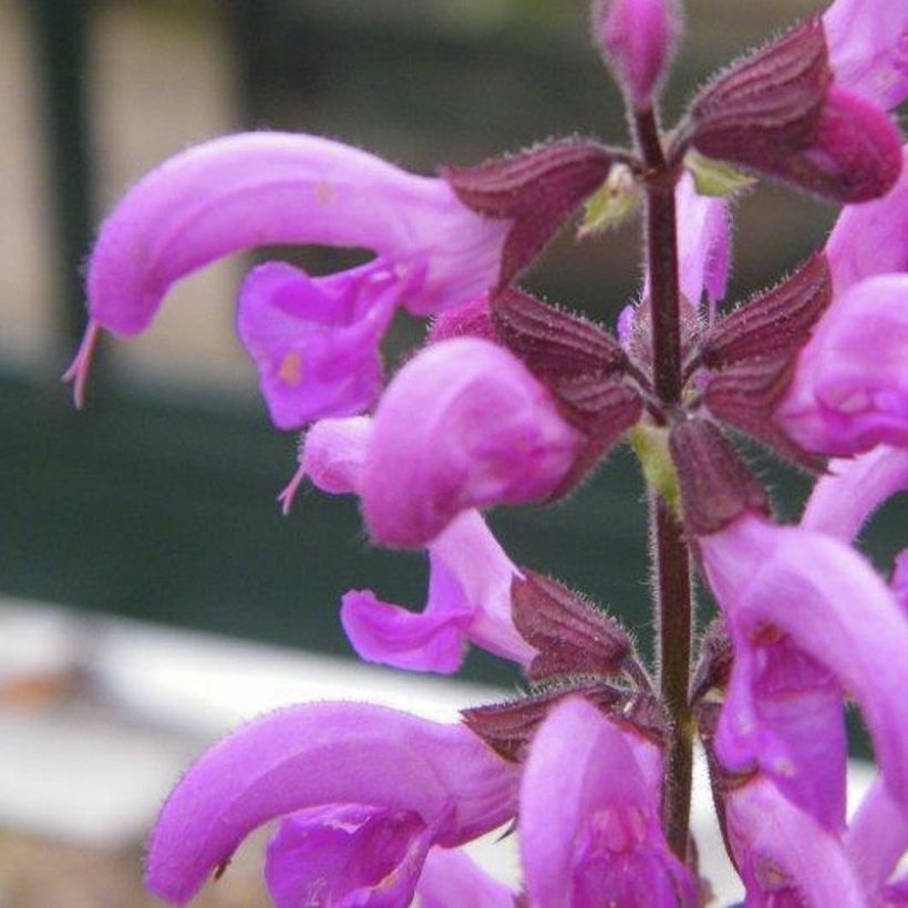 Salvia pratensis Sweet Esmeralda - Wiesensalbei (Flowering)