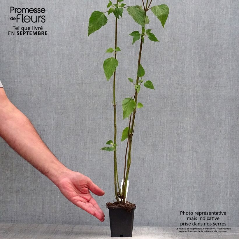 Example of Salvia guaranitica Amistad violet - Guarani-Salbei Kleine Töpfe von 8/9 cm as you get in automne