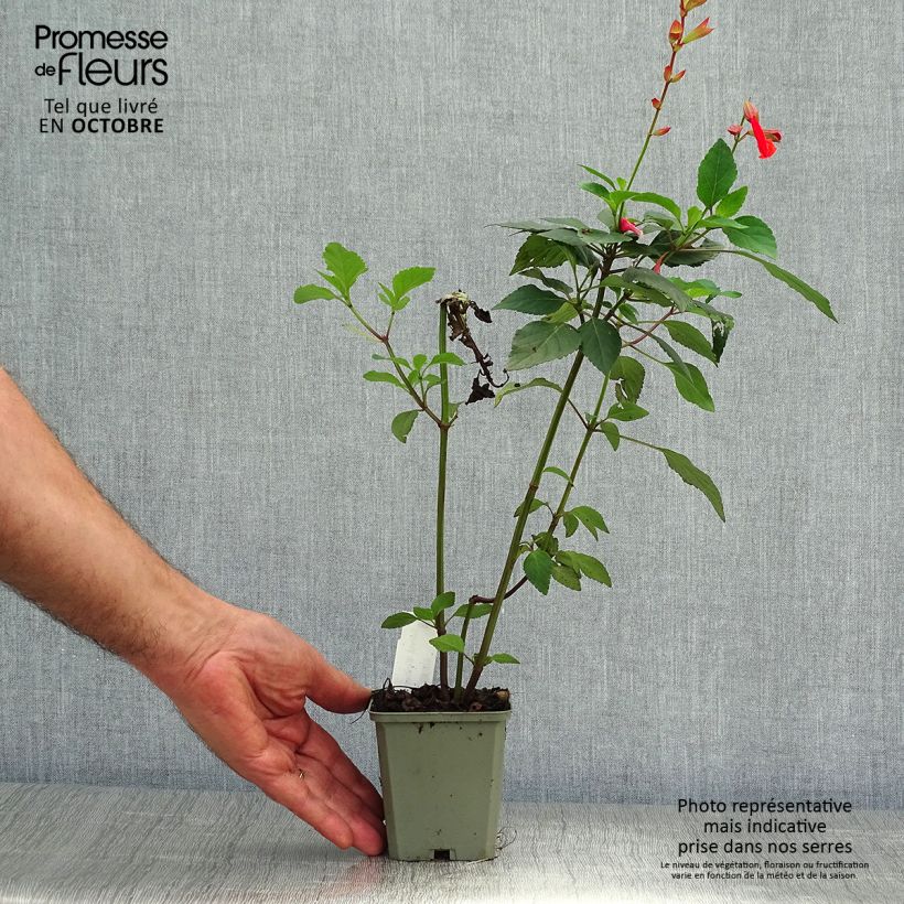 Example of Salvia hybrida Ember's Wish - Salbei Kleine Töpfe von 8/9 cm as you get in automne
