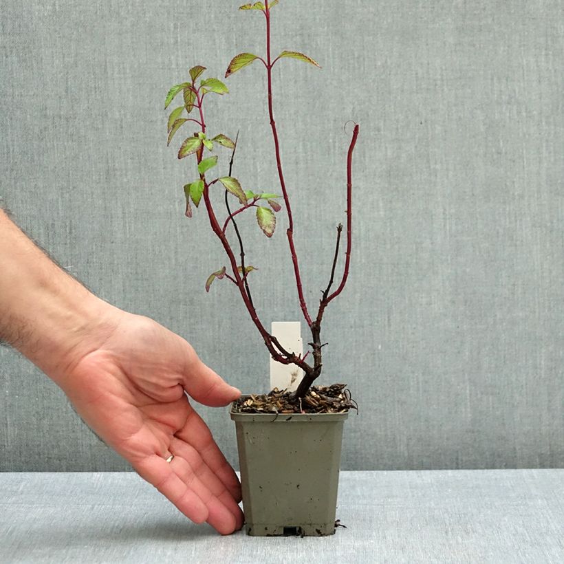 Exemplar von Salvia Kisses and Wishes - Ziersalbei Kleine Töpfe von 8/9 cm wie im Herbst geliefert