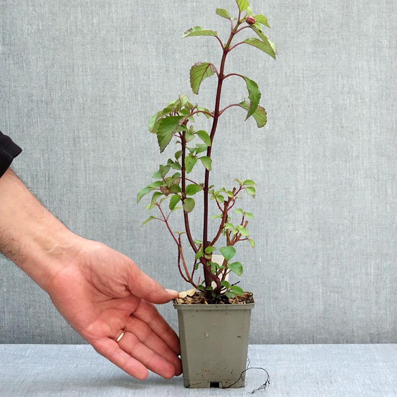 Exemplar von Salvia Kisses and Wishes - Ziersalbei Kleine Töpfe von 8/9 cm wie im Sommer geliefert