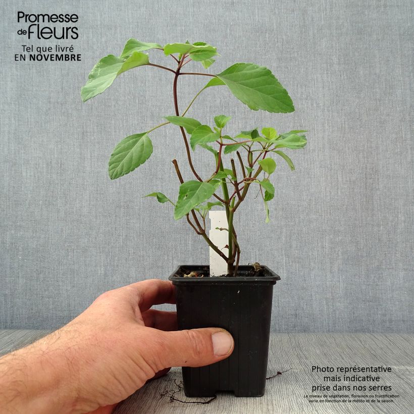 Example of Salvia Wendy's Wish - Ziersalbei Kleine Töpfe von 8/9 cm as you get in automne