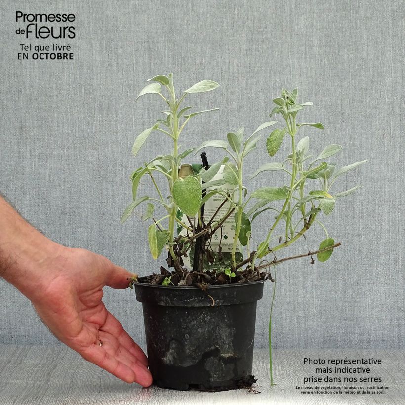 Example of Echter Salbei Maxima - Salvia officinalis Topf mit 1,5L/2L as you get in automne