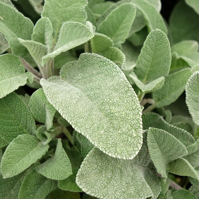 Echter Salbei Maxima - Salvia officinalis (Foliage)
