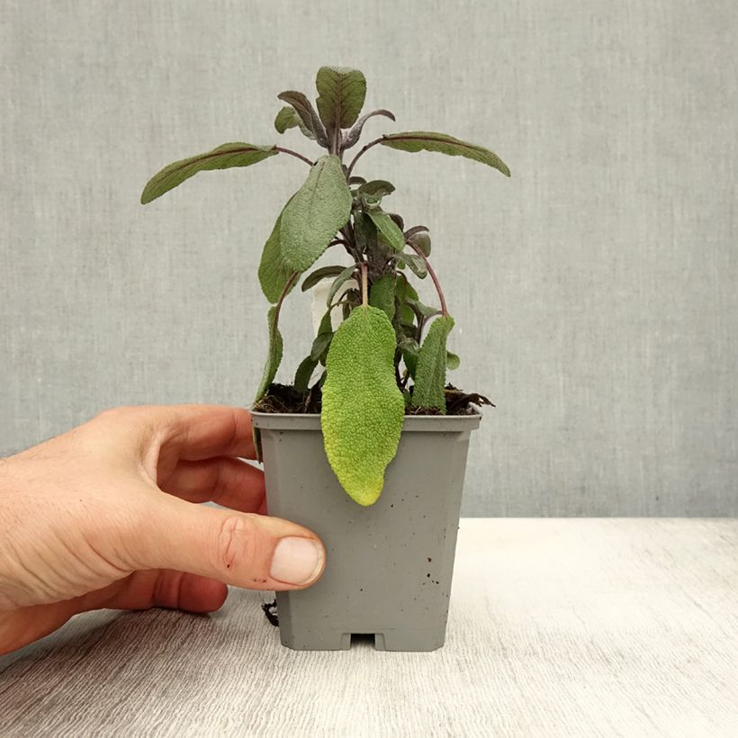 Example of Echter Salbei Purpurascens - Salvia officinalis Kleine Töpfe von 7/8 cm as you get in automne
