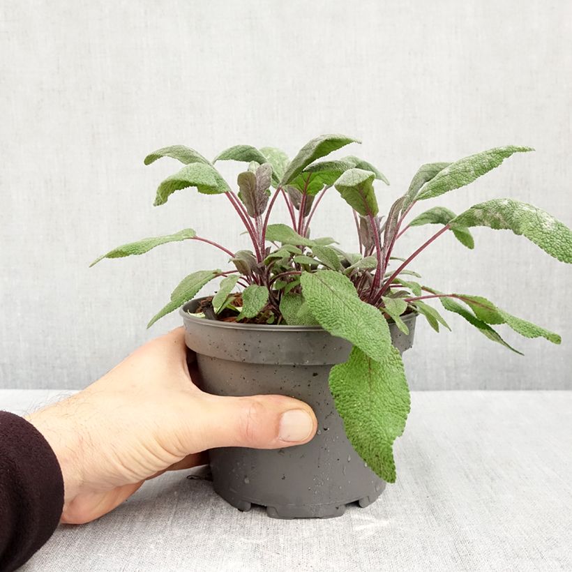 Exemplar von Echter Salbei Purpurascens - Salvia officinalis Topf mit 1,5L/2L wie im Herbst geliefert