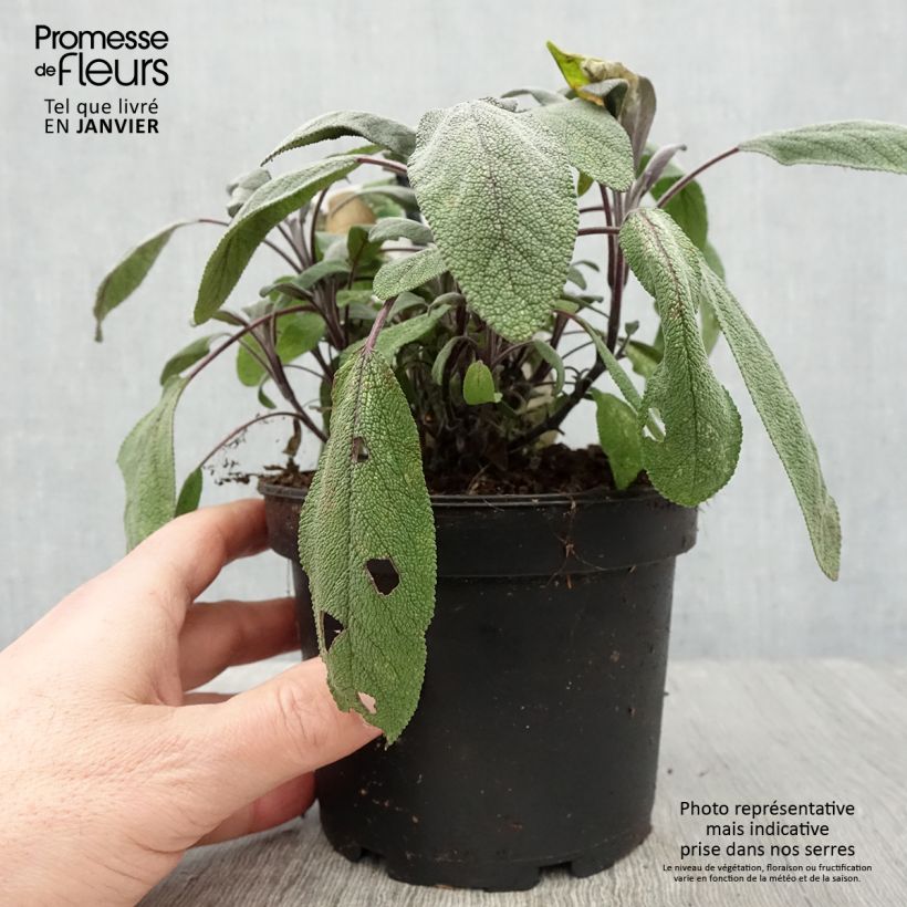 Exemplar von Echter Salbei Purpurascens - Salvia officinalis Topf mit 1,5L/2L wie im Winter geliefert