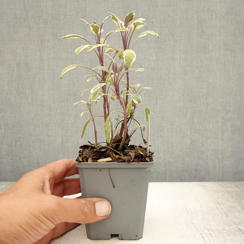 Exemplar von Echter Salbei Tricolor - Salvia officinalis Kleine Töpfe von 7/8 cm wie im Sommer geliefert