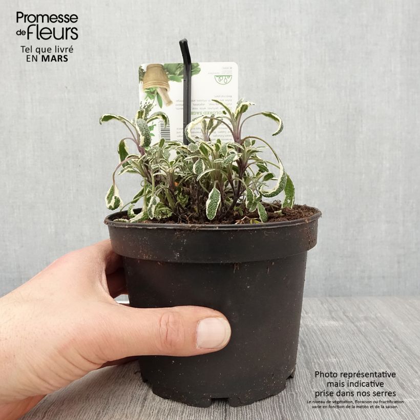 Exemplar von Echter Salbei Tricolor - Salvia officinalis Topf mit 1,5L/2L wie im Frühjahr geliefert