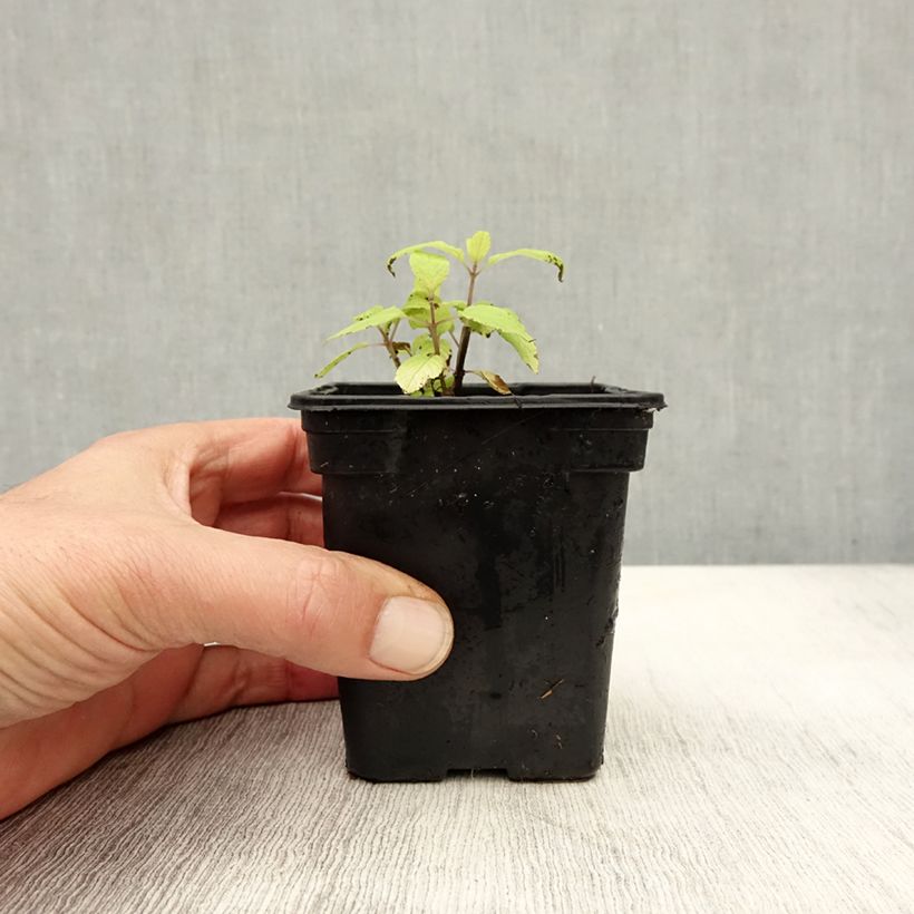 Example of Zierlicher Salbei Golden Delicious - Salvia elegans Kleine Töpfe von 7/8 cm as you get in automne