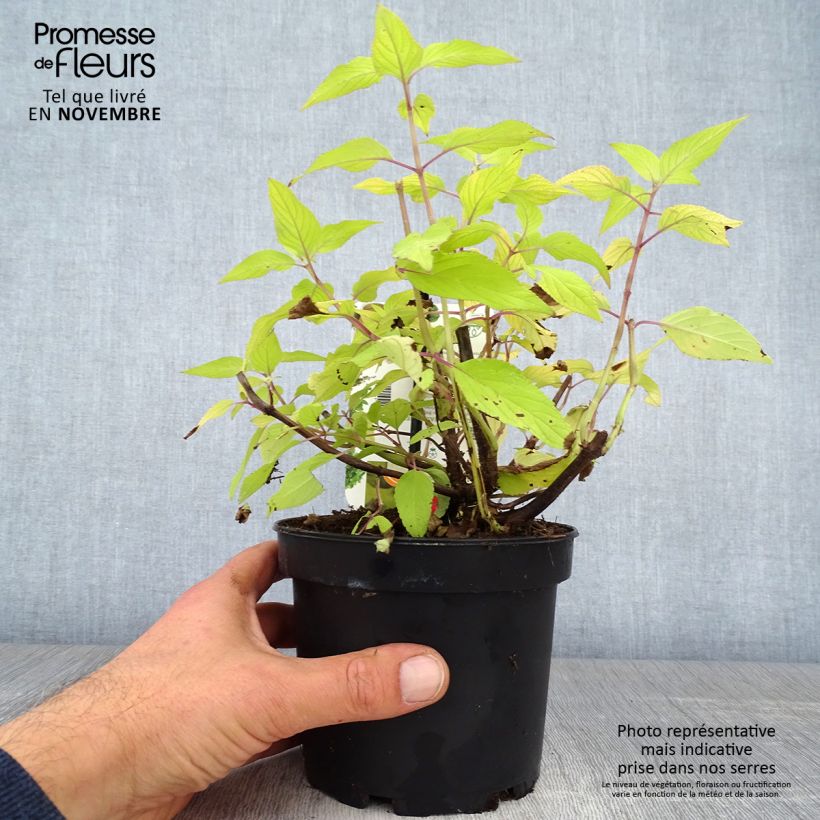 Example of Zierlicher Salbei Golden Delicious - Salvia elegans Topf mit 1,5L/2L as you get in automne