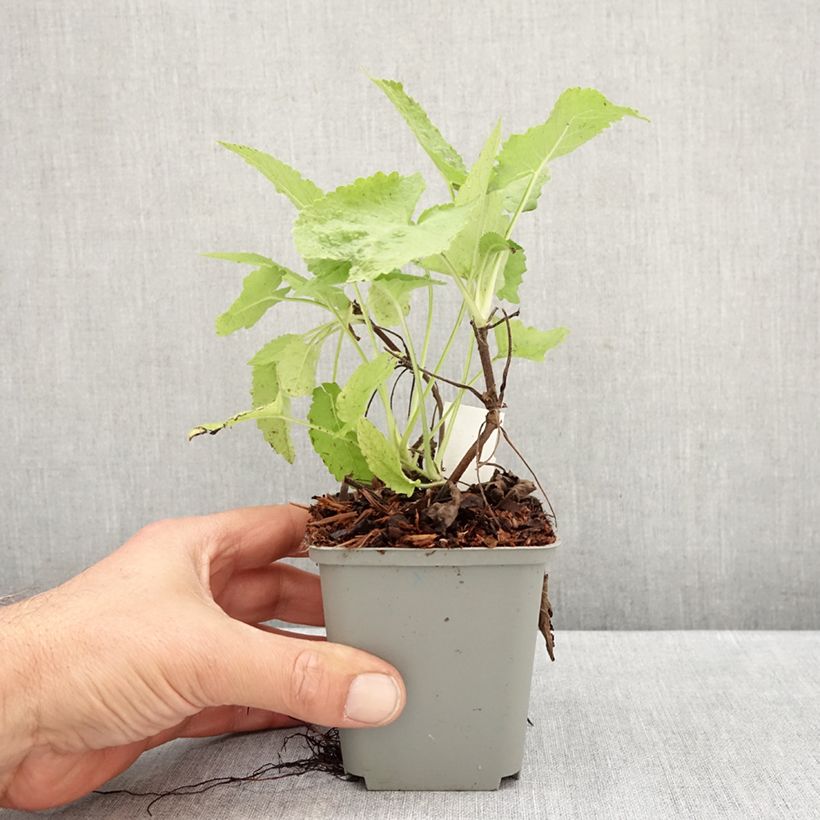 Exemplar von Salvia glutinosa - Klebriger Salbei Kleine Töpfe von 8/9 cm wie im Herbst geliefert