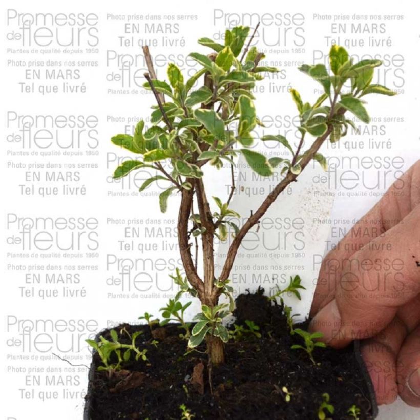 Example of Salvia microphylla Caramba Kleine Töpfe von 8/9 cm as you get