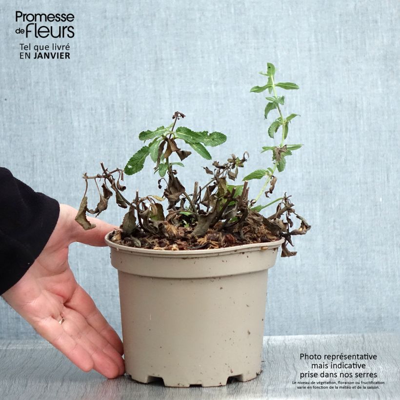 Exemplar von Salvia nemorosa Amethyst - Steppen-Salbei Topf mit 2L/3L wie im Winter geliefert