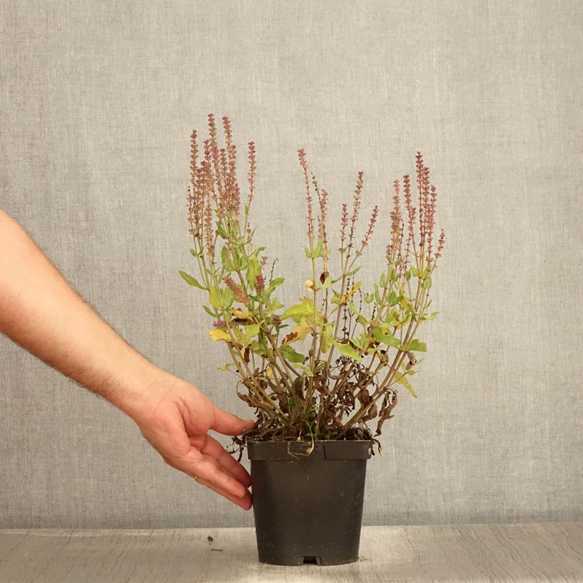 Exemplar von Salvia nemorosa Blauhügel - Steppen-Salbei Topf mit 2L/3L wie im Sommer geliefert