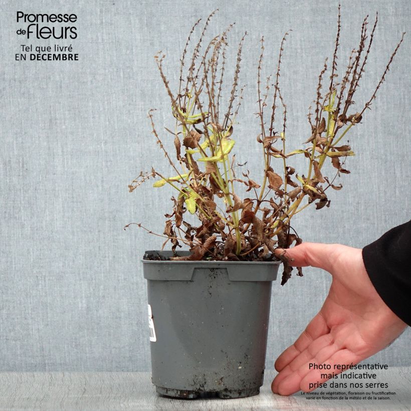 Exemplar von Salvia nemorosa Blauhügel - Steppen-Salbei Topf mit 2L/3L wie im Winter geliefert