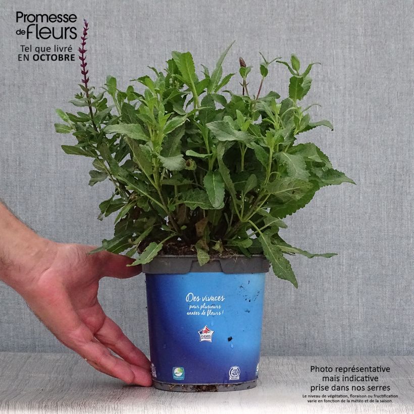 Example of Salvia nemorosa Caradonna - Steppen-Salbei Topf mit 1,5L/2L as you get in automne