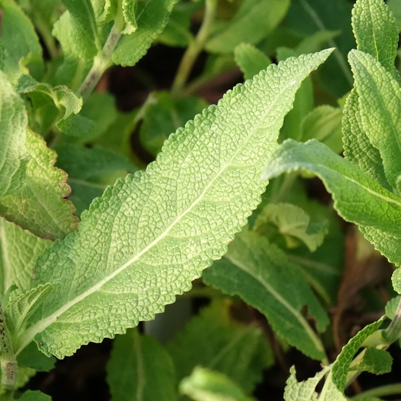 Salvia nemorosa Caradonna Pink - Steppen-Salbei (Foliage)