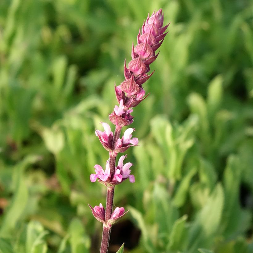 Salvia nemorosa Caradonna Pink - Steppen-Salbei (Flowering)