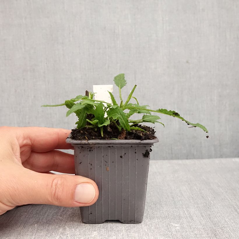 Exemplar von Sauge - Salvia nemorosa Caradonna Pink Godet de 8/9 cm wie im Herbst geliefert