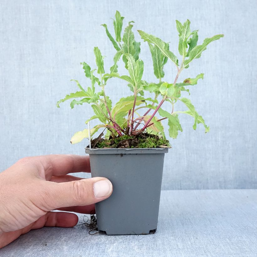 Example of Salvia nemorosa Caradonna Pink - Steppen-Salbei Kleine Töpfe von 8/9 cm as you get in printemps