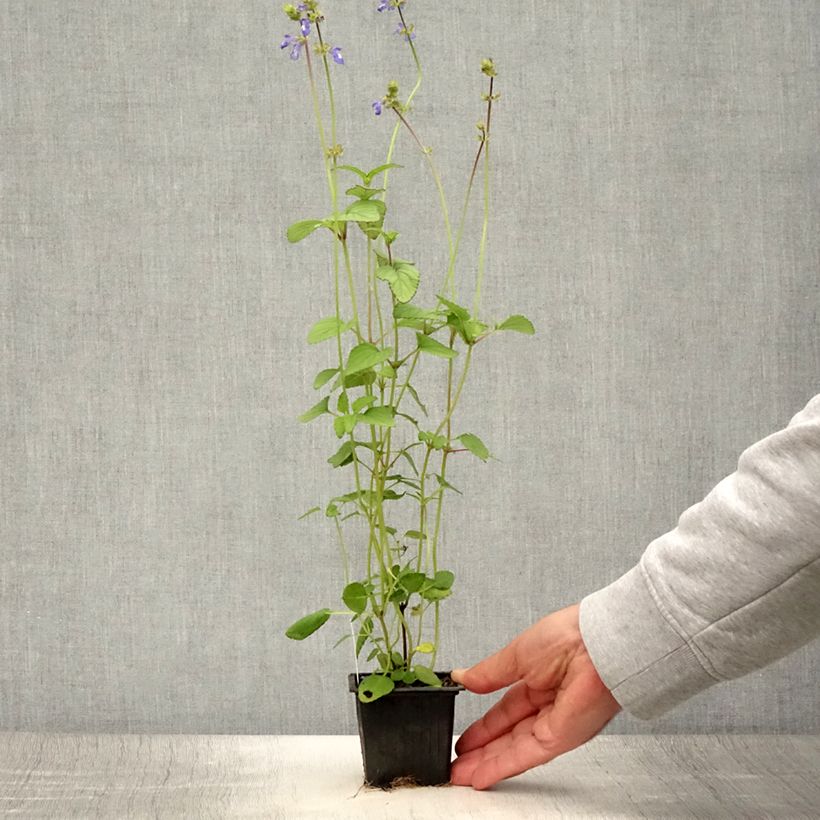 Exemplar von Salvia setulosa - Salbei Kleine Töpfe von 8/9 cm wie im Sommer geliefert